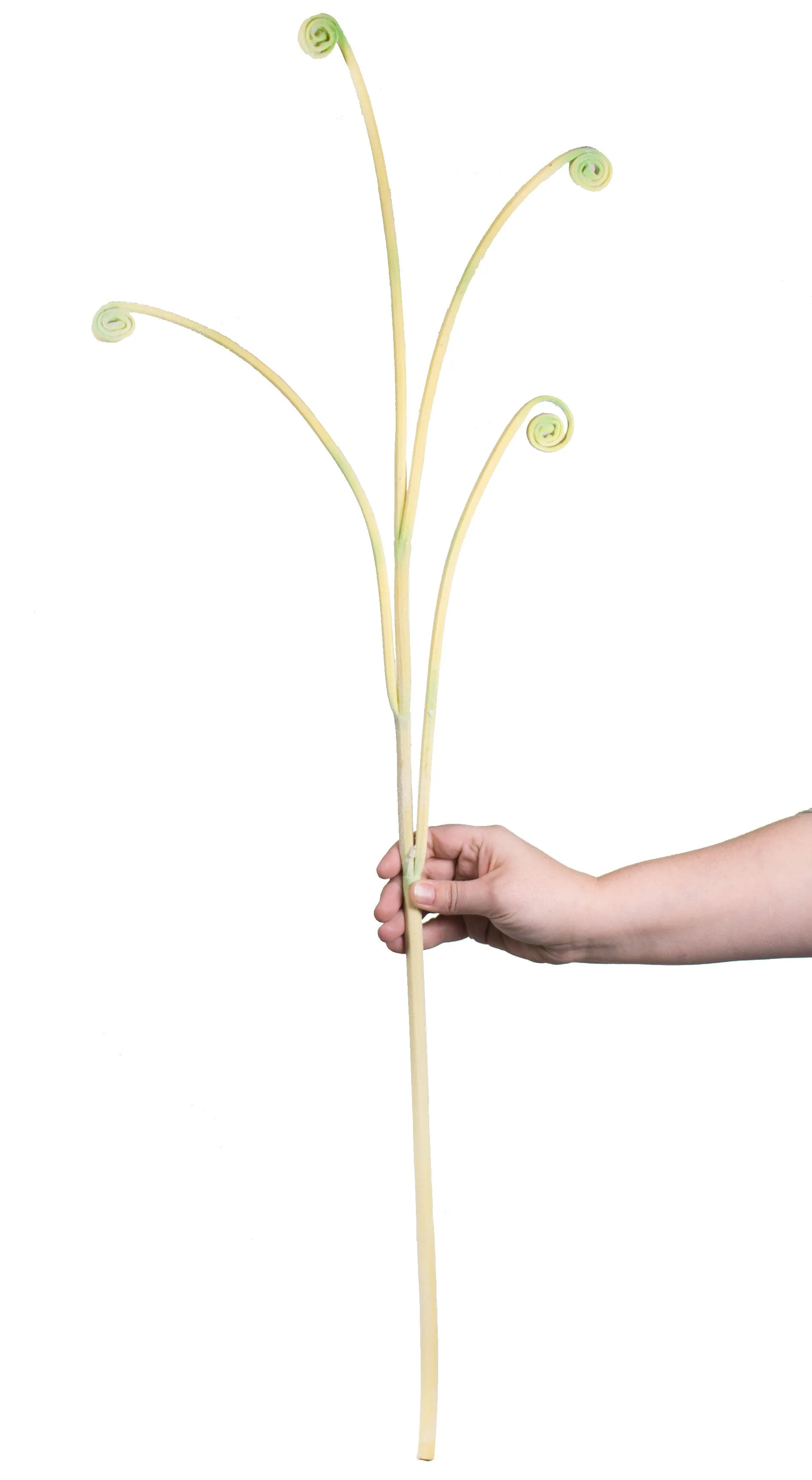 36" Fern Frond Stem: Ivory Lemon