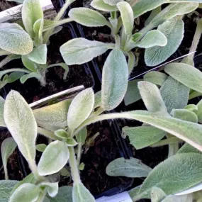 Lambs Ear - STACHYS lanata (byzantina)